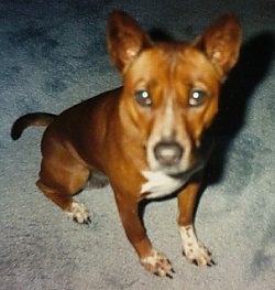 Close up front view - Top down view of a brown with white and black Telomian dog sitting across a carpeted surface, it is looking up and forward. It has perk ears, a black nose and wide dark eyes.