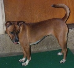 The left side of a brown with white and black Telomian dog standing across a green rug looking down to the right and its mouth is slightly open.