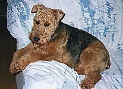 A brown with black Welsh Terrier that is laying across the arm of a couch and it is looking forward.