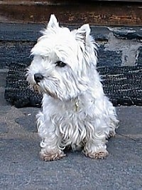 A West Highland White Terrier is sitting on a porch and it is looking to the left. It has dark eyes and a black nose with small perk ears.