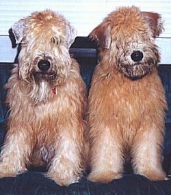 Close up front view - Two brown Soft Coated Wheaten Terriers are sitting on a couch looking forward. They have longer hair on their heads that hang into and cover their eyes.