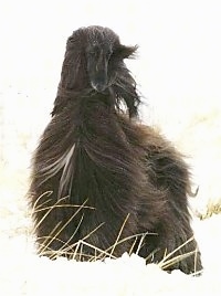 A Black Afghan Hound in a yard