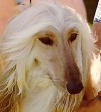 Close up - A Tan Afghan Hound close up head shot