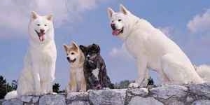 Two white Akita Inus are sitting on a rock structure with two Akita puppies sitting in between them.