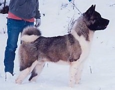 The right side of a black and white Akita Inu that is standing in snow and there is a person behind it holdign a leash.