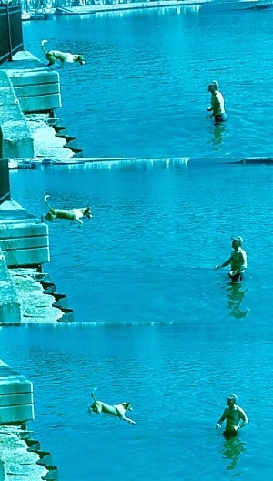 Top Photo - Cesar Cunucu Cacho the Arubian Cunucu Dog is starting to jump into a body of water off of a ledge. There is a person in the water waiting for him. Middle Photo - Cesar Cunucu Cacho the Arubian Cunucu Dog is pushing off of the ledge. Bottom Photo - Cesar Cunucu Cacho the Arubian Cunucu Dog is in the air preparing to splash in water