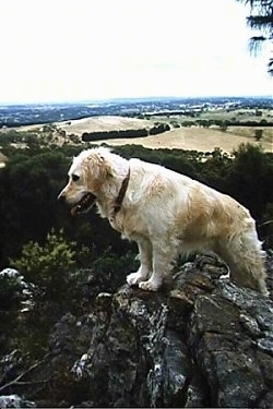 Tess the Golden Retriever is standing on a rock and looking over the edge of a cliff.