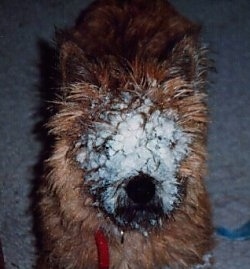 Close Up - Morgan the Cairn Terrier has snow packed into his fur all over its face