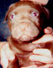 Close up - A brown American Pit Bull Terrier Puppy being picked up by a lady with both hands