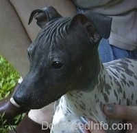 Close Up - The front left side of the face of a white with gray American Hairless Terrier that is being held back by a person