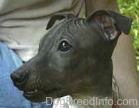 Close up - The left side of a gray American Hairless Terriers face. It is looking to the left and there is a person behind it.