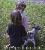 Topdown view of a white with gray American Hairless Terrier that is playing in a yard with two children