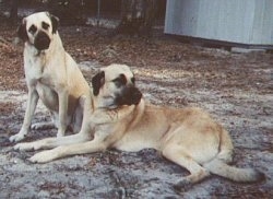 Two Anatolian Shepherds are sitting and laying on a concrete surface. One is looking forward and the other is looking to the right.