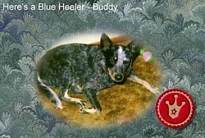 The right side of a black with white and tan Australian Cattle Dog is laying on a carpet. The words 'Heres a Blue Heeler - Buddy' overlayed and also a badge is overlayed