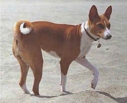 Basenji walking around outside