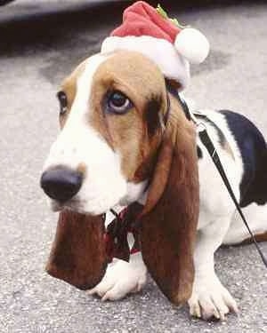 Basset Hound Puppies on Basset Hound Pictures And Photos  1