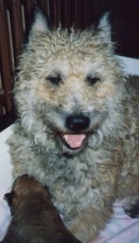 Close Up - Eve the Belgian Laekenois sitting in front of a young puppy on a blanket