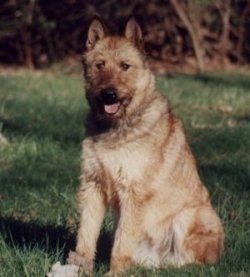 Tetsie the Belgian Laekenois sitting outside in grass with its mouth open and tongue out