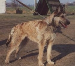 Left Profile - Tetsie the Belgian Laekenois standing at a training agility field with its mouth open and tongue out