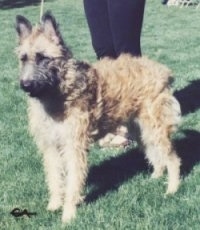 Brillo the Belgian Laekenois standing outside in front of the person holding its leash