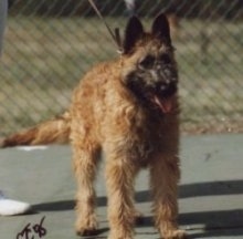 Brillo the Belgian Laekenois outside at a dog park