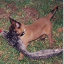 Arrow the Belgian Malinois is carrying a long grey fur toy in his mouth across the lawn