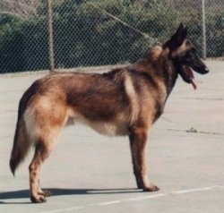Left Profile - Marcus the Belgian Malinois standing on a blacktop in front of a chain link fence