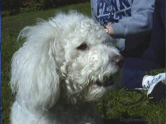 Close Up head shot - Jake the Bichon Frise looking to the left