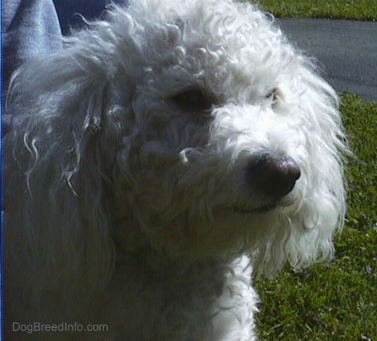 Close Up head shot - Jake the Bichon Frise standing outside looking to the left