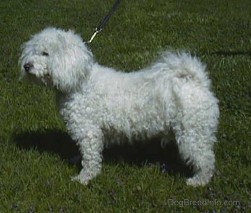 Left Profile - Jake the Bichon Frise standing outside in grass