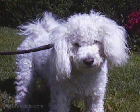 Close Up - Jake the Bichon Frise standing on grass 