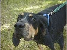 Close up front side view head and upper body shot - A black and tan Coonhound is sticking its nose in the air. It is looking up and forward.