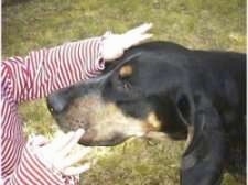 Close up - The front left side of a black and tan Coonhound that is standing in grass. There is a childs hand reaching out to touch its face.