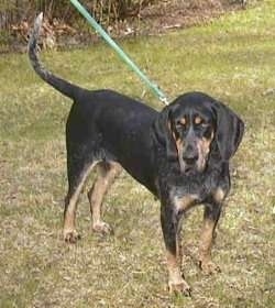 The front right side of a Black and Tan Coonhound that is standing outside in grass and it has a green leash attached.