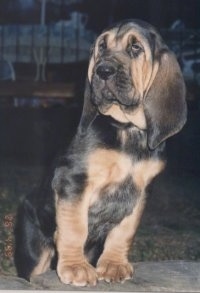 Big Red the Bloodhound puppy sitting down on a stone step