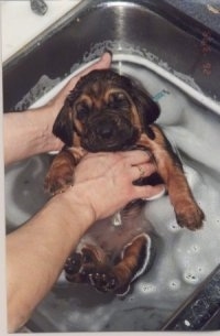 Bloodhound Puppy being given a bath in the kitchen sink