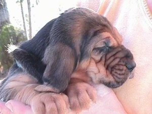 Close Up - Bloodhound puppy in the arms of a person