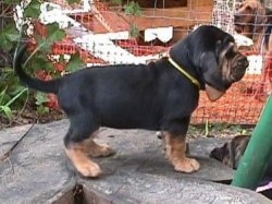 Left Profile - Bloodhound puppy standing on a tree stump
