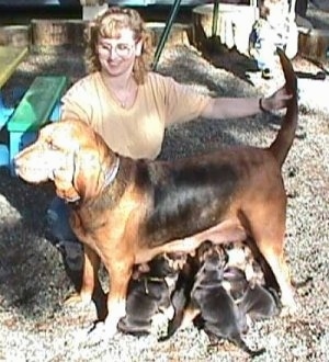 Right Profile - Bloodhound being posed by owner while puppies feed