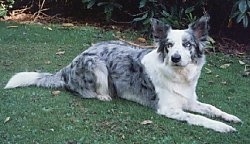 Brook a Border Collie laying outside in front of bushes