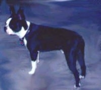 Boston Terrier standing up view from the side