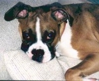 Close Up - Callie the Boxer laying on the couch