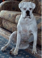 Frankie the Boxer sitting against a couch