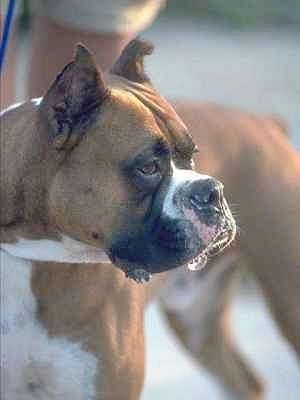 Close Up - The face of a Boxer who has a drool bubble on its lips