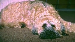 Grendel the Briard laying down on a carpeted floor