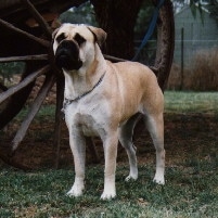 Opalguard Blondie the Bullmastiff is standing outside next to a giant wooden wheel