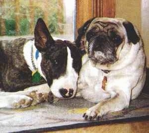 Bull Terrier laying next to a Pug in front of a window