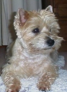 Whisky the Cairn Terrier is laying on a fluffy rug and looking to the right