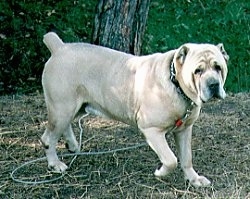 A tan Cane Corso Italiano tied to a tree