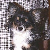 Close Up - Peanut the long haired Chihuahua is sitting in front of a person wearing a plaid shirt